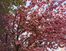 IM体育官方网站-包含大阪樱花闪耀舞台，战胜对手斩获胜利的词条